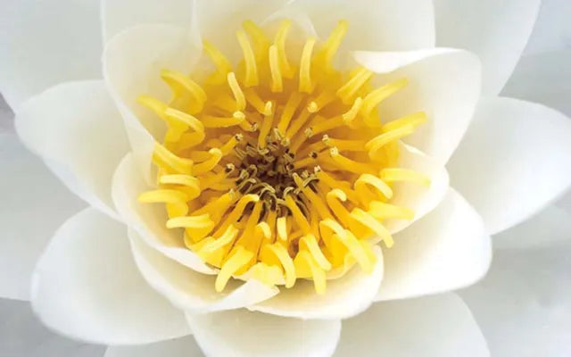 Soothing, Hydrating White Water Lily Extract is a Treat for Your Skin